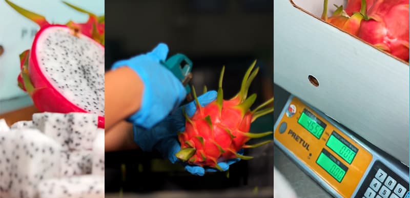 images/1711009628695dragon fruit processing machine.jpg